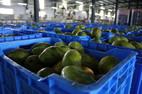 Garden-Fresh-Mangos